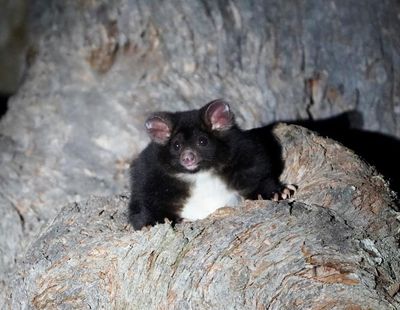 Former NSW Labor minister condemns Forestry Corporation after greater glider ‘den trees’ found at planned logging site