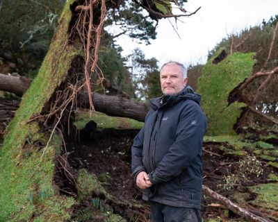 ‘It has destroyed years of work’: Cornish beauty spot loses 80% of its trees to Storm Goretti