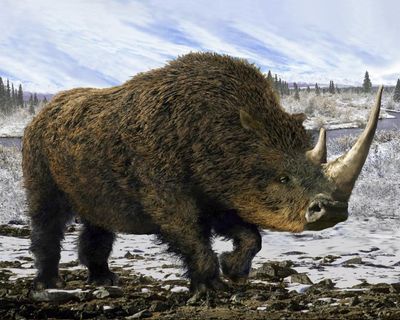 Wolf’s dinner preserved in Siberia for 14,400 years sheds light on woolly rhino
