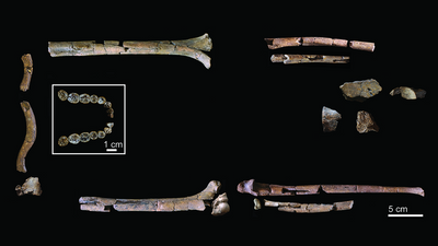 Most complete Homo habilis skeleton ever found dates to more than 2 million years ago and retains 'Lucy'-like features