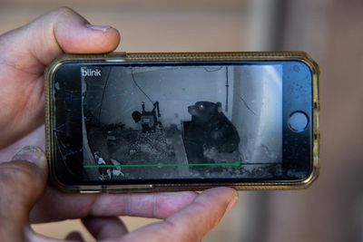 Bears under California homes go from one-off to trend