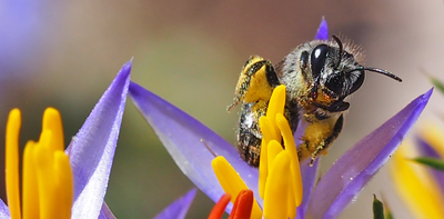 Native pollinators need more support than honeybees in Australia – here’s why