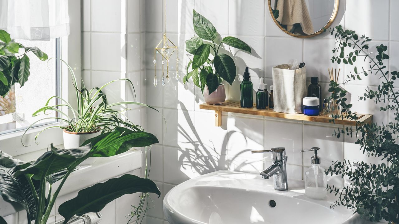 Yes, You Actually Can Grow Plants in a Bathroom With No Windows – but Only if You Follow This One Simple Trick