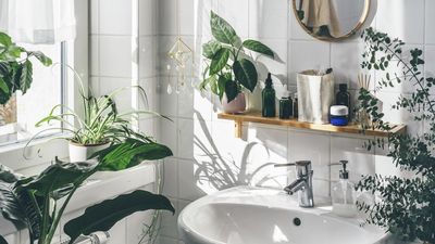 Yes, You Actually Can Grow Plants in a Bathroom With No Windows – but Only if You Follow This One Simple Trick