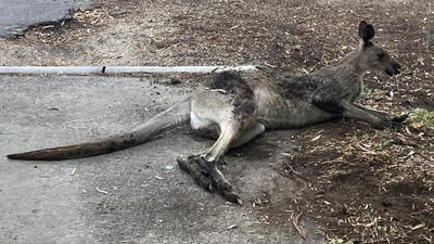 Wildlife and livestock losses mount in bushfire carnage