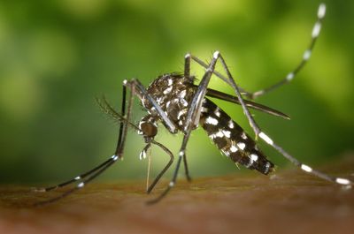 Dengue Fever Warning Signs: Early Symptoms That Signal Severe Infection Risk