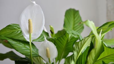 You can double your peace lily blooms with simple pruning — here's how