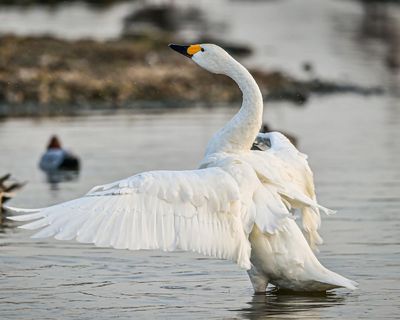 Six-yearly count to track diverging fortunes of UK and Ireland’s wintering swans