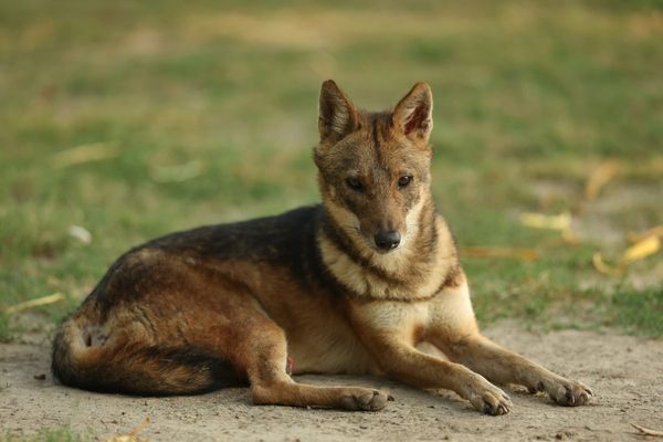 Calls for inquiry after escaped jackal ‘burned alive’ at Delhi Zoo