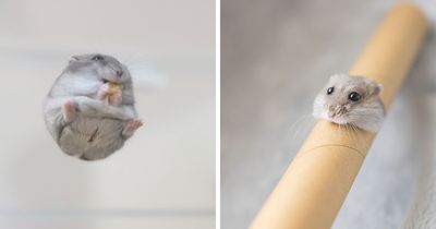 80 Adorable Hamster Pics From This Instagram Page That Might Make Your Day