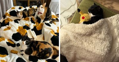 This Viral Facebook Page Proves Cats Are Natural Comedians (75 Pics)