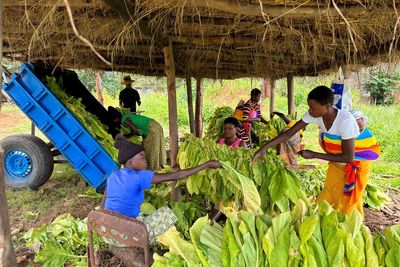 Deeply controversial land reform in Zimbabwe helping small farmers adapt to climate change, research suggests