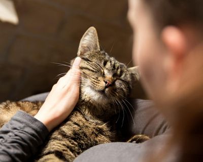 Grief over pet death can be as strong as that for family member, survey shows