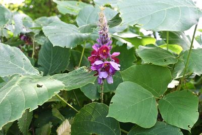 5 Plants That Could Be Illegal to Grow in Your Backyard This Spring—Check Your State List