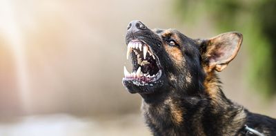 Australia needs a canine brain bank to reduce the risk of dog attacks