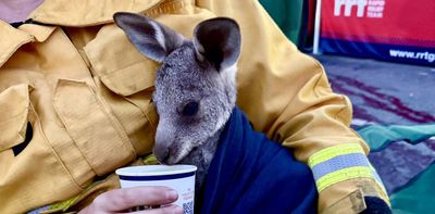 In the most cleared state in Australia, Victoria’s native wildlife needs our help after fires