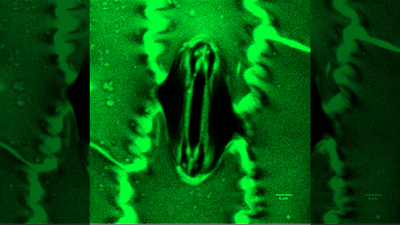 Scientists watch microscopic plant 'mouths' breathing in real time with palm-sized tool