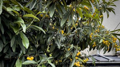 Experts Claim ‘Gradual Pruning’ Is the Safest Way to Prune a Loquat Tree to Avoid Ruining Your Harvests