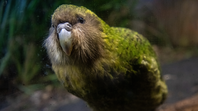 Rare nocturnal parrots in New Zealand are breeding for the first time in 4 years — here's why