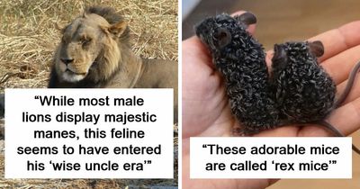 83 Photos Of Cute Animals To Instantly Melt Your Day’s Stress And Anxiety