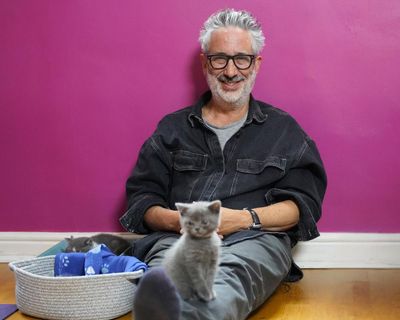 TV tonight: David Baddiel gives cats the television show they deserve