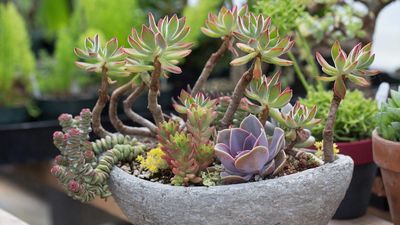 Statement Succulents Are the New Design Essential – These 5 Low-Effort Varieties Will Transform Your Home