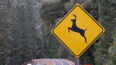 8 Things To Do Immediately If You Can’t Avoid Hitting A Deer
