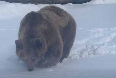 Confused bear searches in vain for her swimming hole after snow blankets New York refuge