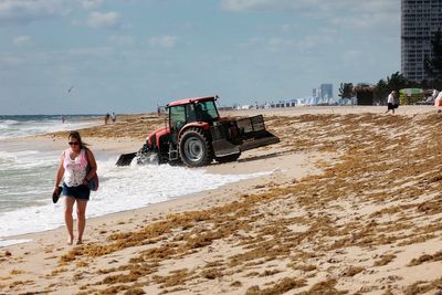 An invasion of smelly seaweed is costing US beach communities millions of dollars