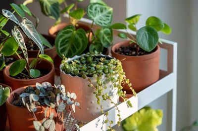 Indoor Gardening Is Booming in 2026—But These 4 Common Setups Are Wasting Your Money