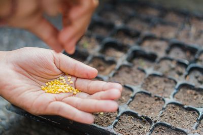 The Secret Ingredient in Your Soil That’s Sabotaging Your Seed Starts