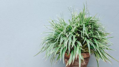 Did You Know Spider Plants Can Flower? 3 Things that Will Help them Bloom This Spring