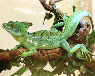 What links the basilisk lizard and the fishing spider? The Saturday quiz
