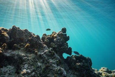 What is the High Seas Treaty? The agreement ratified by 83 countries