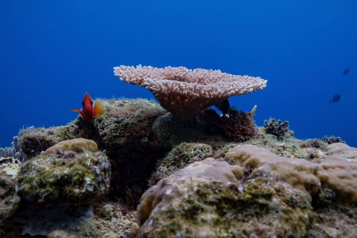 Things to know about the High Seas Treaty as it