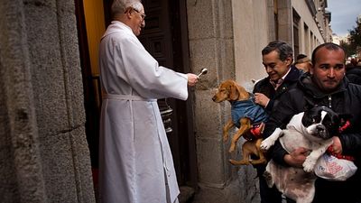 Dogs and cats blessed with holy water in Madrid