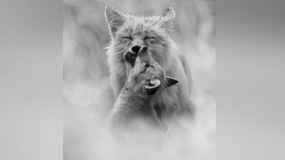 Love bites: This powerful wildlife photo, taken with a Sony A1, captures the beautiful chaos of motherhood