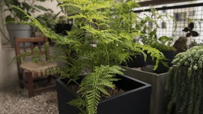 Ferns in Pots Add Glorious Texture to a Patio – These Are the Best 5, Say Experts, From the Thousands You Can Choose From