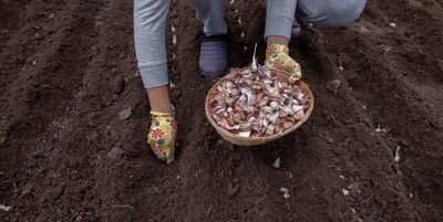 The Surprising Reason Your Garlic Isn’t Sprouting—And What to Do Before February