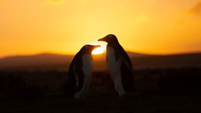 1 month until a 'ring of fire' annular solar eclipse puts on a show — mostly for penguins