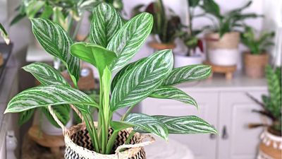 How to Propagate a Chinese Evergreen – 2 Easy Methods to Multiply This Lush Houseplant Quickly