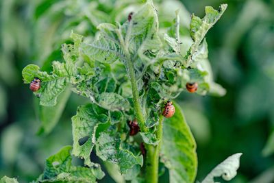 Why Your Raised Beds Might Be Harboring Pests Right Now—Even in Freezing Temps