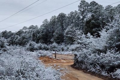 Parts of Florida see snow in unusual winter phenomenon for the Sunshine State