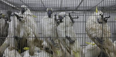 Crime against wildlife is surging in Australia. These 4 reforms can help tackle it