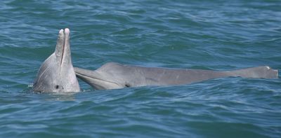 Social lives of whales and dolphins shape the spread of infectious diseases