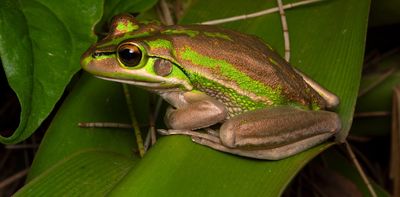 Citizen scientists are spotting more and more rare frogs on private land