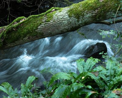 Country diary: This is true water music – and the more you listen, the more you hear