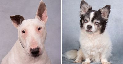 This Sanctuary For Senior Dogs Shared 30 Photos That Show Love Has No Age Limit