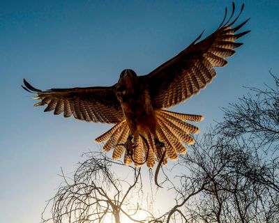 Be More Bird by Candida Meyrick review – less soaring avian self-help than a parroting of tired cliches