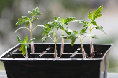 How to sow seeds indoors, according to the experts